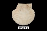 藏品(箱海扇蛤)的圖片